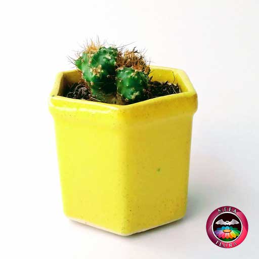 Suculentas materas cerámica hexágono trío amarilla pequeña frontal