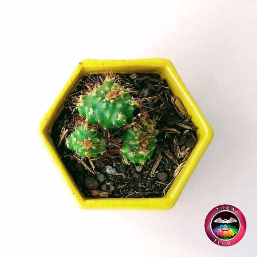 Suculentas materas cerámica hexágono trío amarilla pequeña superior