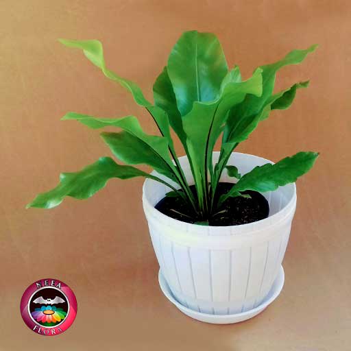 Helecho nido de ave liso Asplenium nidus 14cm matera plástica barril blanca diagonal