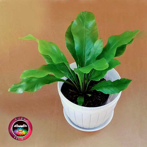 Helecho nido de ave liso Asplenium nidus 14cm matera plástica barril blanca superior