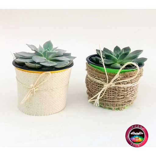 Suculentas matera plástica yute rústico y fino 9cm recordatorios diagonal Neea Flora