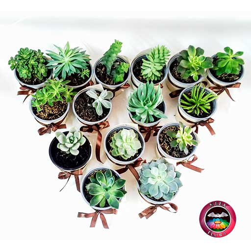 Suculentas matera plástica yute 9cm recordatorios superior Neea Flora