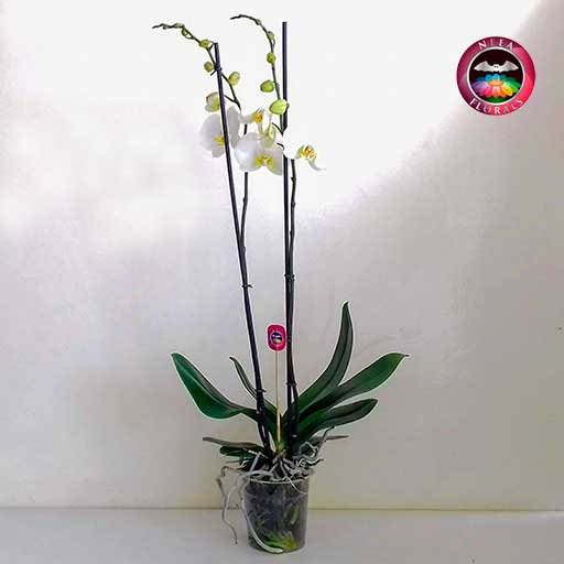 Orquidea mariposa Phalaenopsis dos varas blanca matera plástica frontal Neea Flora