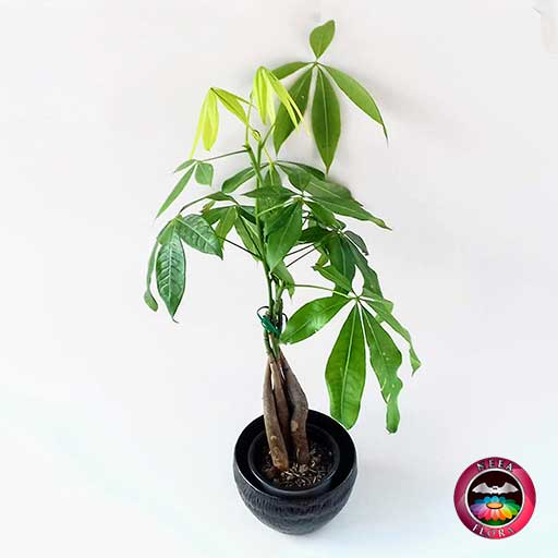 Árbol del dinero Pachira aquatica 9cm maceta plástica bowl Ceci rugoso negro diagonal Neea Flora