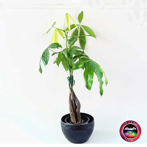 Árbol del dinero Pachira aquatica 9cm matera plástica bowl Ceci rugoso negro frontal Neea Flora