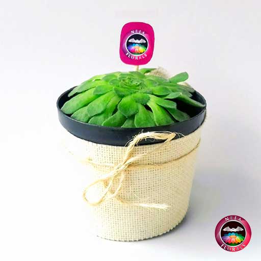 Planta Siempreviva arbórea Aeonium tabuliforme 10cm de diámetro. Viene en una matera plástica cubierta con yute artesanal. Compra a domicilio en Bogotá. Vivero Neea Flora.