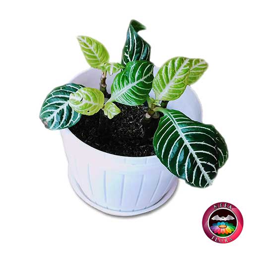 Afelandra gruesa Aphelandra squarrosa 14cm matera plástica barril blanca diagonal