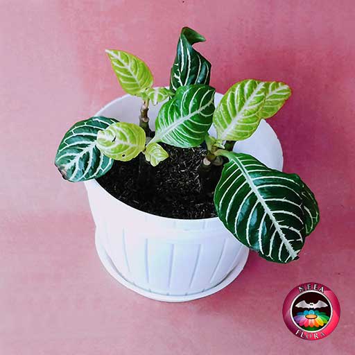 Afelandra gruesa Aphelandra squarrosa 14cm matera plástica barril blanca diagonal fondo