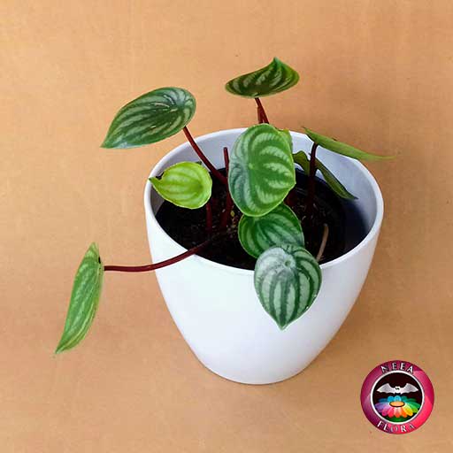 Planta Conchita Peperomia argyreia 14cm matera plástica vaso Lynn blanca diagonal