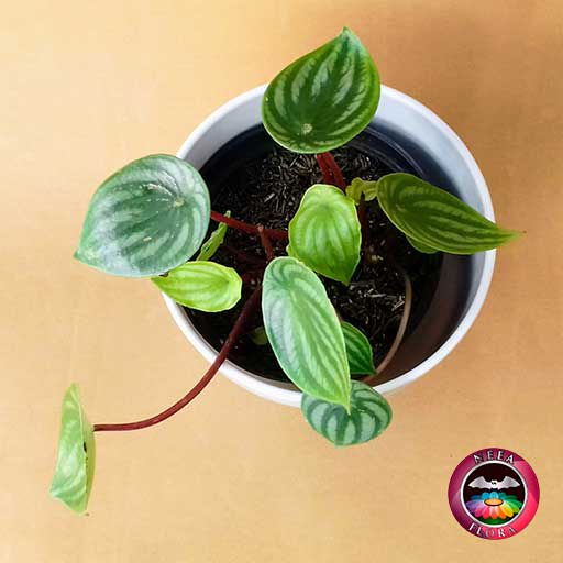 Planta Conchita Peperomia argyreia 14cm matera plástica vaso Lynn blanca superior