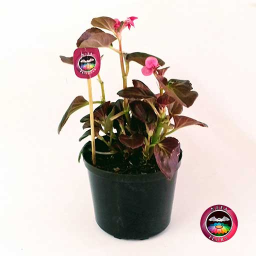 Planta Pichón Begonia 12cm matera plástica vivero frontal neea Flora