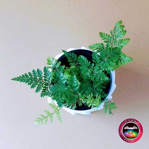 Helecho pata de conejo Davallia 9cm matera cerámica tuerca blanca superior fondo