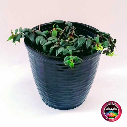 Planta pescadito tiburón Nematanthus 12cm matera plástica patrón ondas negra diagonal