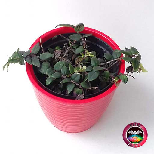 Planta pescadito tiburón Nematanthus 12cm matera plástica patrón ondas roja diagonal