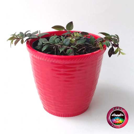 Planta pescadito tiburón Nematanthus 12cm matera plástica patrón ondas roja frontal