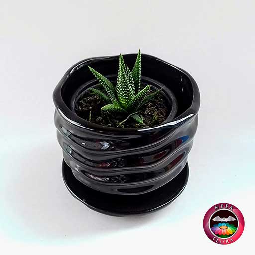 Suculenta zebra Haworthia matera 9cm cerámica ondas negra diagonal