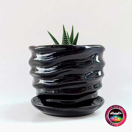 Suculenta zebra Haworthia matera 9cm cerámica ondas negra lateral