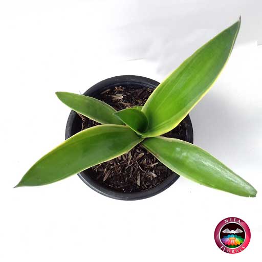 Suculenta Agave Liso P-9 - Imagen 2