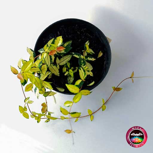 Venta planta jazmín dorado Trachelospermum asiaticum Ogon nishiki en matera plástica de 14cm de diámetro con yute artesanal en Bogotá a domicilio vivero Neea Flora.