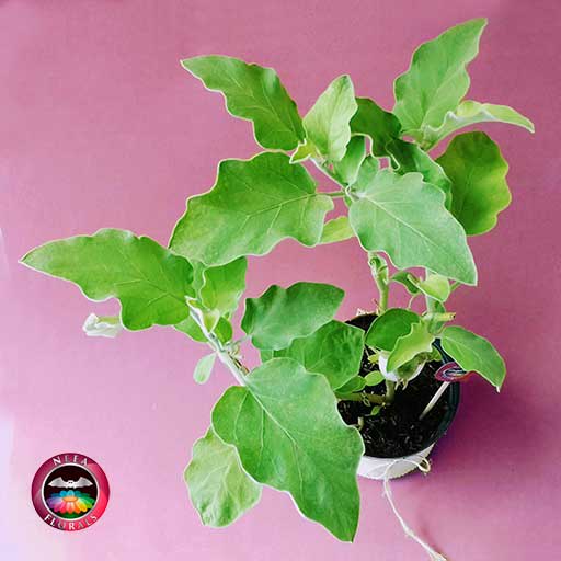 Venta mata de huevo Solanum ovigerum 14cm matera plástica yute a domicilio en Bogotá Neea Flora.