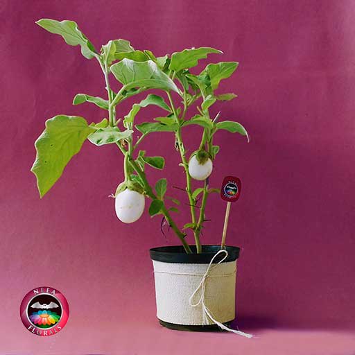 Venta planta de huevo Solanum ovigerum 14cm matera plástica yute a domicilio en Bogotá Neea Flora.