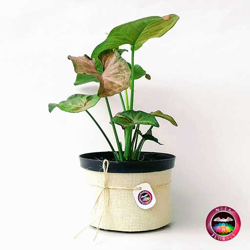 Venta planta cabeza de flecha rosada Syngonium podophyllum 14cm de diámetro. Viene en una matera plástica con yute artesanal comprar a domicilio en Bogotá.