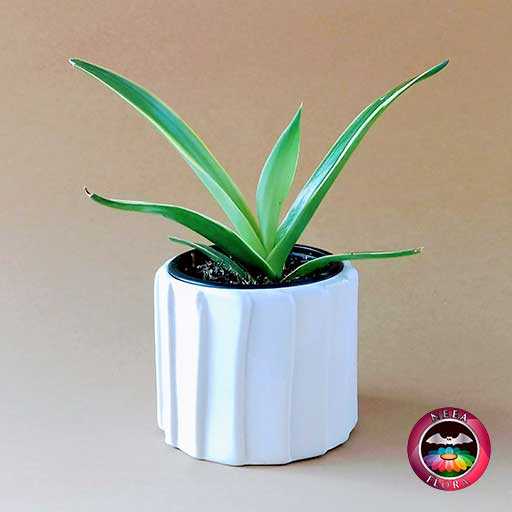 Suculenta agave liso 9cm matera cerámica tuerca blanca frontal fondo