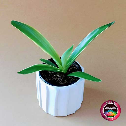 Suculenta agave liso 9cm matera cerámica tuerca blanca diagonal fondo