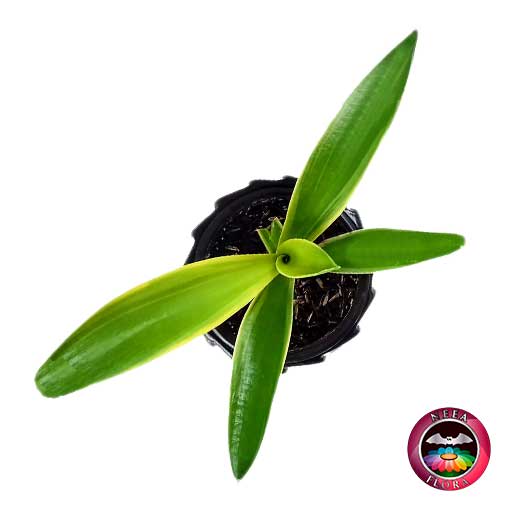 Suculenta agave liso 9cm matera cerámica tuerca negra superior