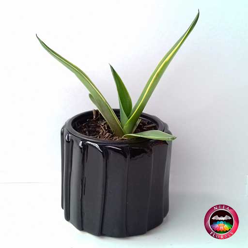 Comprar planta agave liso en matera tuerca negra diagonal Neea flora