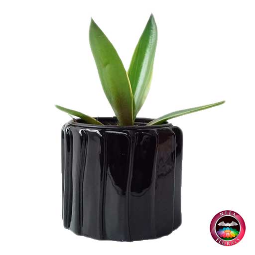 Comprar planta agave liso en matera tuerca negra frontal Neea flora
