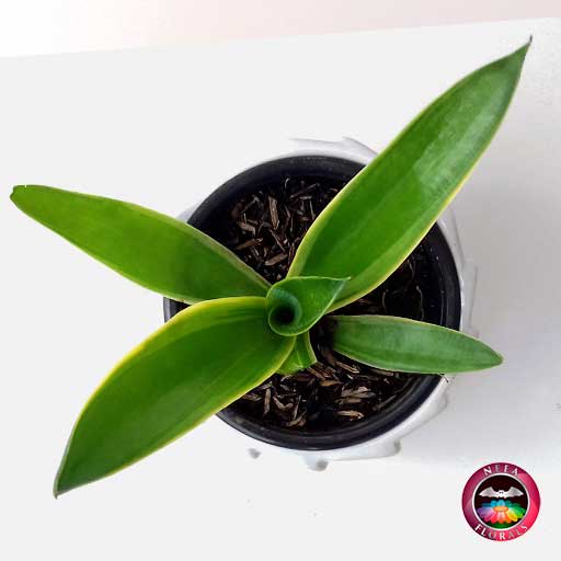 Comprar planta agave liso en matera tuerca blanca superior Neea flora