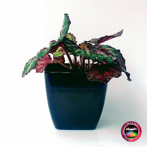 Begonia rex en matera plástica cuadrada lisa • Neea Flora - Recordatorios y  Regalos con Suculentas