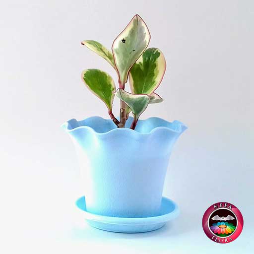 Planta Conga Peperomia clusiifolia 10cm matera plástica Florence azul lateral