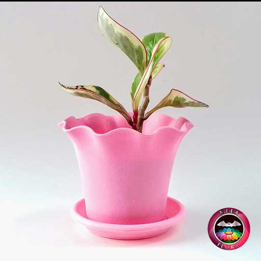 Planta Conga Peperomia clusiifolia 10cm matera plástica Florence rosa frontal