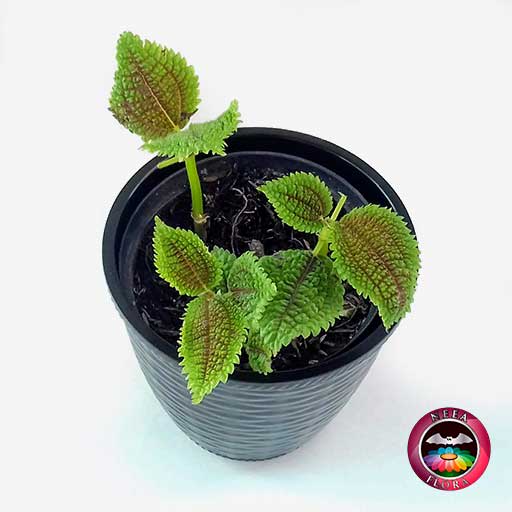 Planta de la amistad Pilea involucrata 12cm matera plástica patrón ondas negra diagonal
