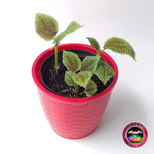 Planta de la amistad Pilea involucrata 12cm matera plástica patrón ondas roja diagonal