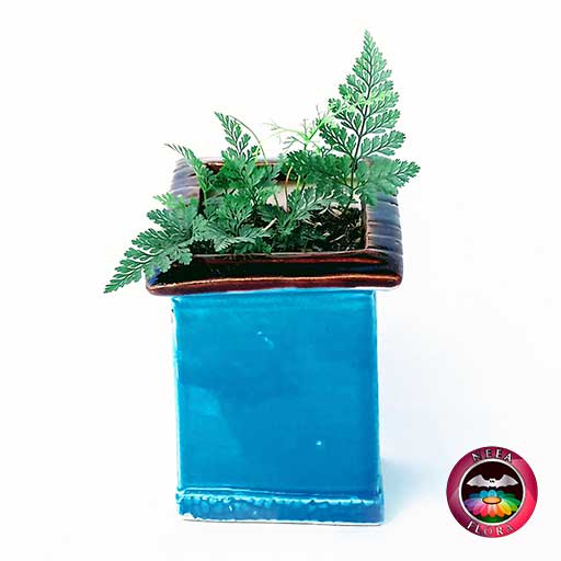 Helecho pata de conejo Davallia 9cm matera cerámica casa diagonal azul atrás