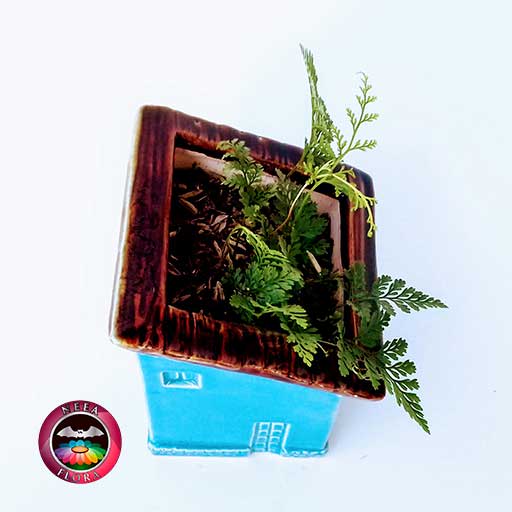 Helecho pata de conejo Davallia 9cm matera cerámica casa diagonal azul dg