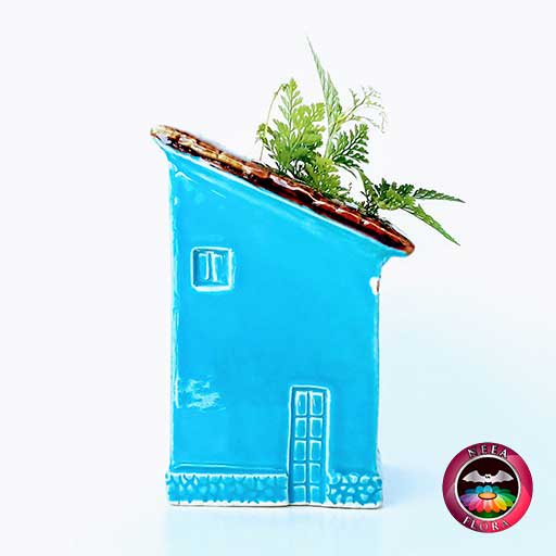 Helecho pata de conejo Davallia 9cm matera cerámica casa diagonal azul lateral