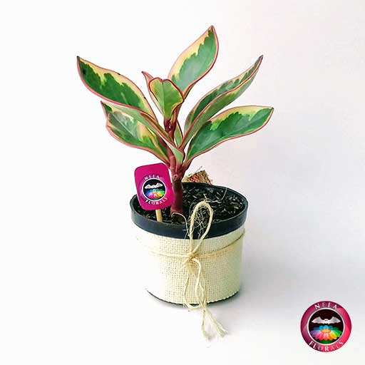Planta Conga Peperomia clusiifolia Jelly 10cm de diámetro. Viene en una matera plástica cubierta con yute artesanal. Compra a domicilio en Bogotá. Vivero Neea Flora.