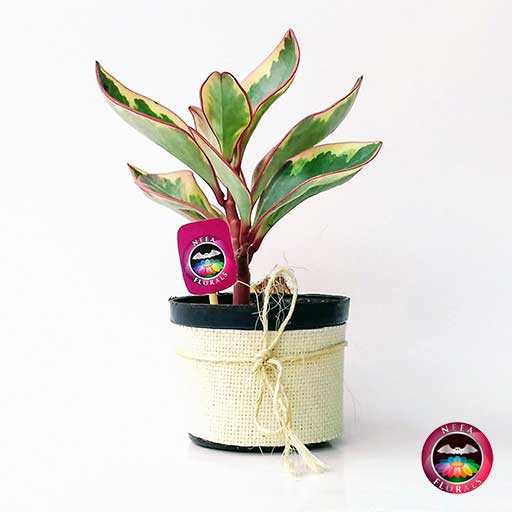 Planta Conga Peperomia clusiifolia Jelly 10cm de diámetro en matera plástica con yute artesanal. Compra a domicilio en Bogotá. Vivero Neea Flora.