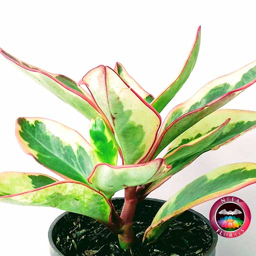 Planta Conga Peperomia clusiifolia 'Jelly' P-10 zoom hojas Neea Flora