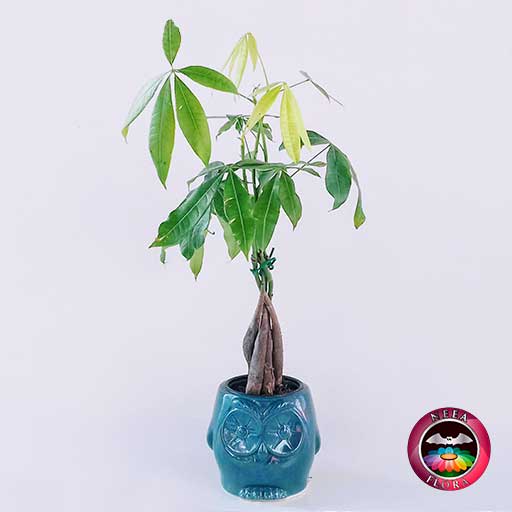 Árbol del dinero Pachira aquatica 9cm matera cerámica animales buho azul lateral