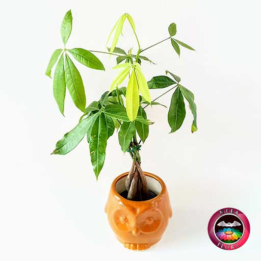 Árbol del dinero Pachira aquatica 9cm matera cerámica animales buho naranja diagonal
