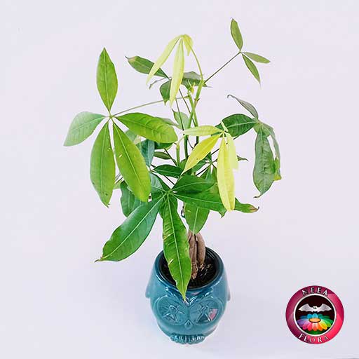 Árbol del dinero Pachira aquatica 9cm matera cerámica animales buho azul diagonal