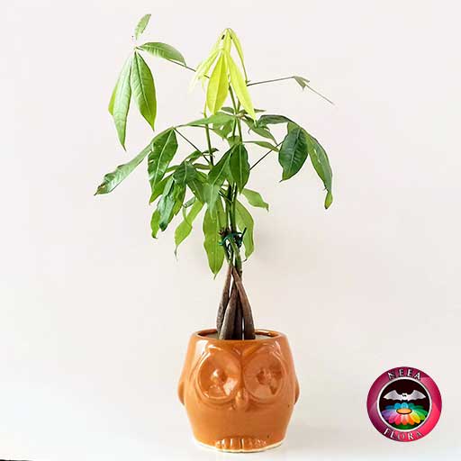 Árbol del dinero Pachira aquatica 9cm matera cerámica animales buho naranja lateral