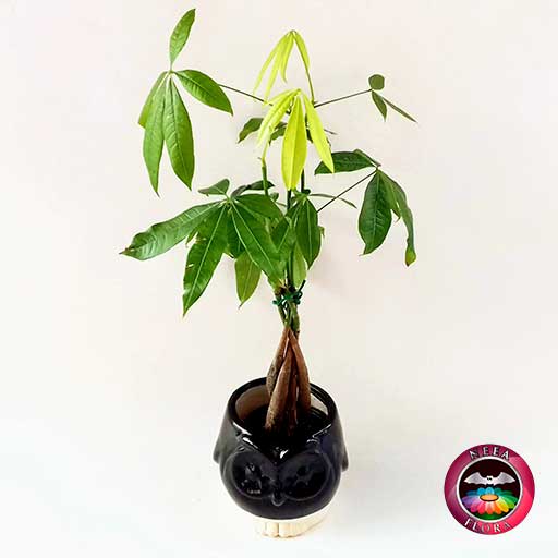 Árbol del dinero Pachira aquatica 9cm matera cerámica animales buho negra diagonal