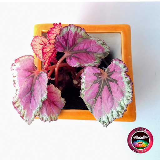 Begonia rex 10cm matera cerámica cubo Eliza naranja superior