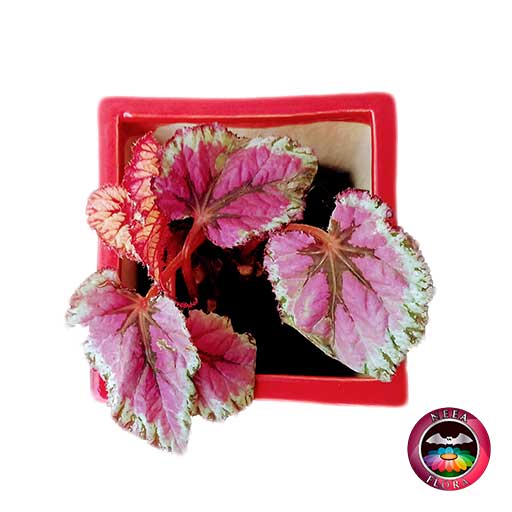 Begonia rex 10cm matera cerámica cubo Eliza roja superior